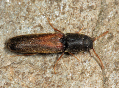 False Click Beetles - Eucnemidae