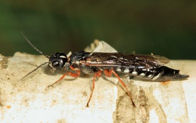 Xiphydria mellipes