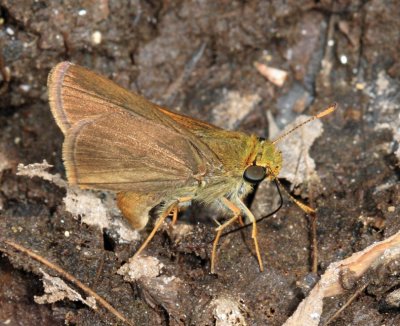 Dun Skipper - Euphyes vestris