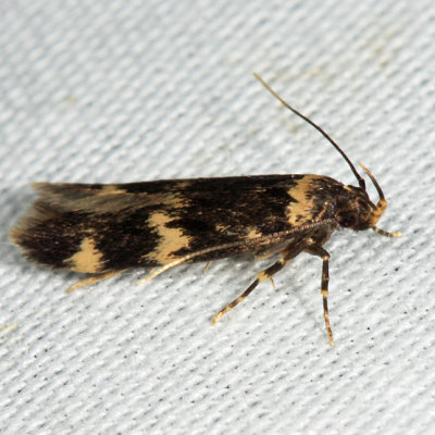 1134 - Four-spotted Yellowneck - Oegoconia quadripuncta
