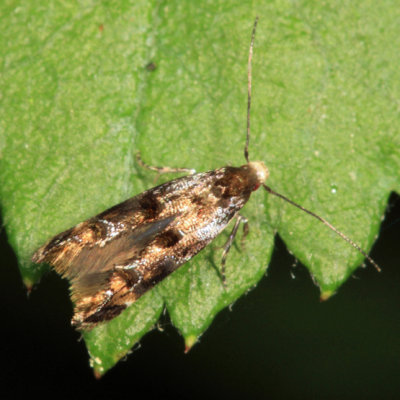 1445 - Mompha luciferella