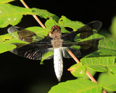 Common Whitetail - Plathemis lydia