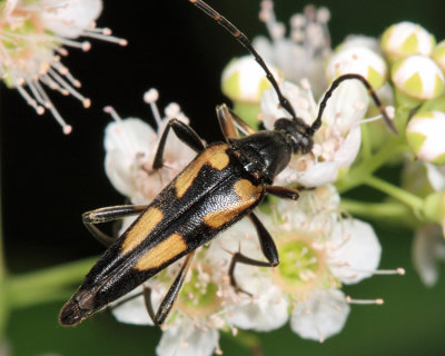 Etorofus subhamatus (male)