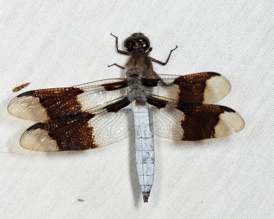 Common Whitetail - Plathemis lydia