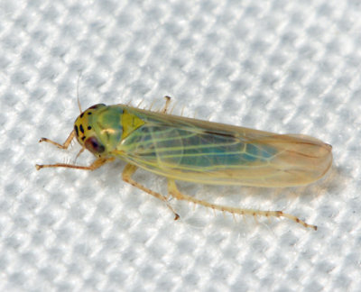 Aster Leafhopper - Macrosteles quadrilineatus