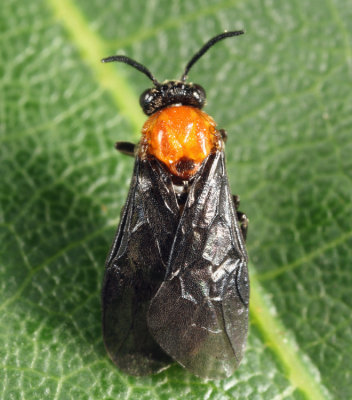 Atomacera debilis (female)