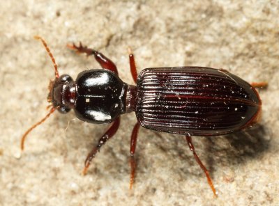 Clivina acuducta