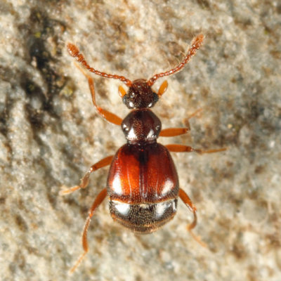 Reichenbachia facilis