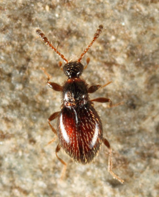 Euconnus (Psomophus) fatuus