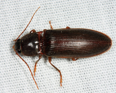 Hemicrepidius nemnonius