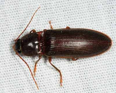 Hemicrepidius memnonius