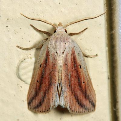 9818 - Feeble Grass Moth - Amolita fessa