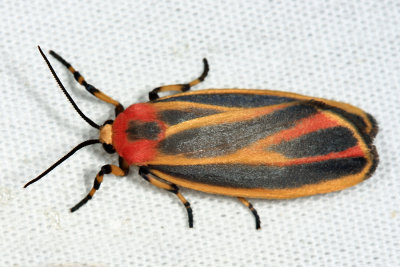 8090 - Painted Lichen Moth - Hypoprepia fucosa