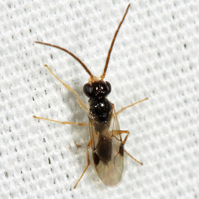 Dryinidae (male)