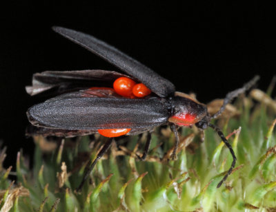 Erythraeidae