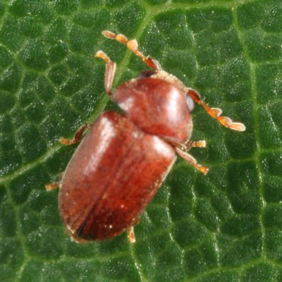 Tricorynus punctatus