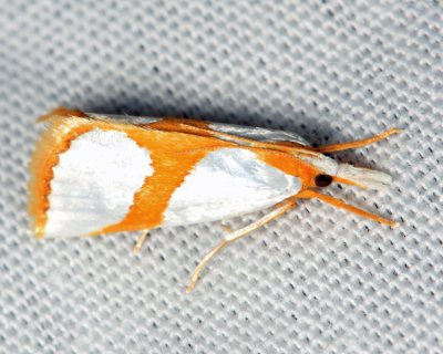 5465 - Curve-lined Vaxi - Vaxi auratella