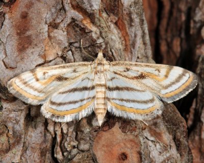 4761 - Chestnut-marked Pondweed Moth