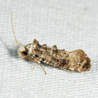 0317 - Clemens' Bark Moth - Xylesthia pruniramiella
