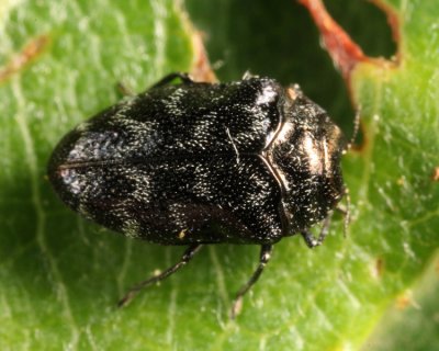 Trachys minutus