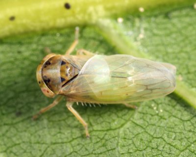 Idiocerus alternatus