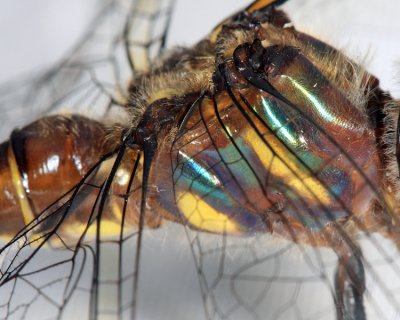 Clamp-tipped Emerald - Somatochlora tenebrosa