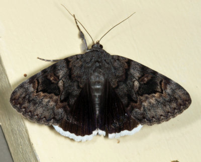 8773 - Epione Underwing - Catocala epione