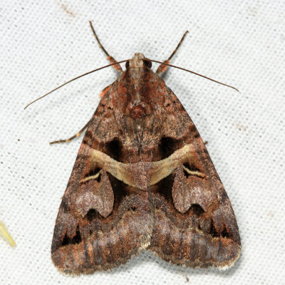 8641 - Figure-seven Moth - Drasteria grandirena