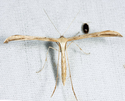 6234 - Morning-glory Plume Moth - Emmelina monodactyla