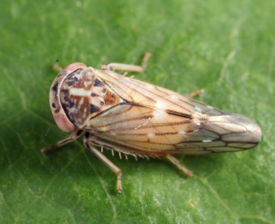 Leafhoppers genus Idiocerus