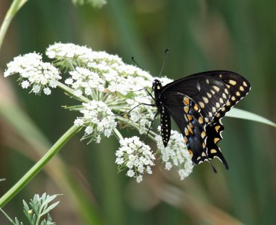 Black Swallowtail - Papilio polyxenes