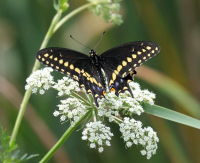 Black Swallowtail - Papilio polyxenes