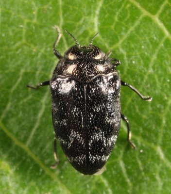Metallic Wood-boring Beetles - Genus Trachys