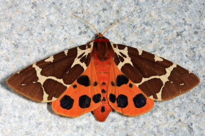8166 - Great Tiger Moth - Arctia caja