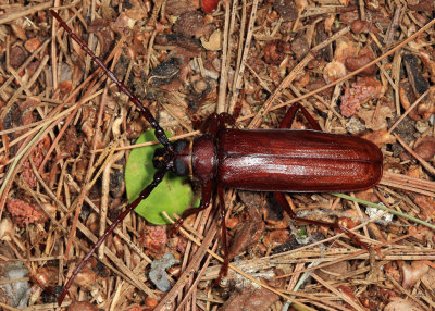 Longhorned Beetles - Subfamily Prioninae
