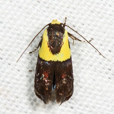 1026 - Yellow-vested Moth - Rectiostoma xanthobasis
