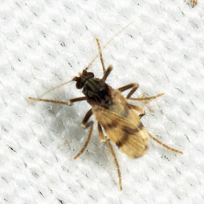Corethrella brakeleyi (female)