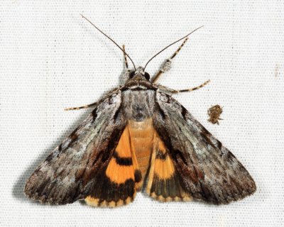 8847 - Graceful Underwing - Catocala gracilis