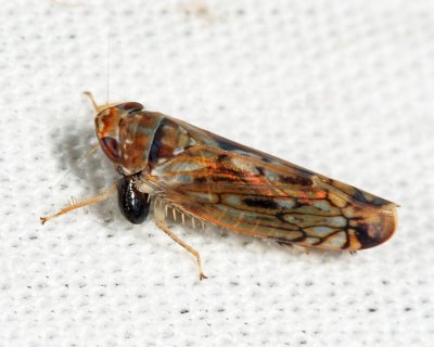 Dryinidae (parasite)