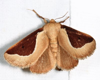 4671 - Skiff Moth - Prolimacodes badia