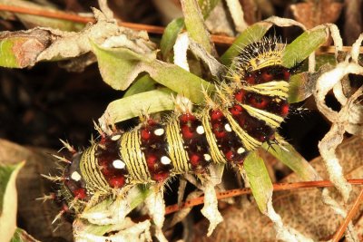 American Lady - Vanessa virginiensis