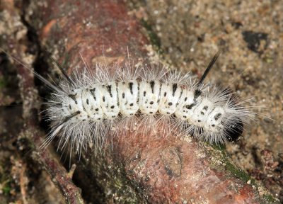 8211 - Hickory Tussock caterpillar - Lophocampa caryae