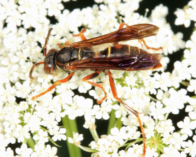 Northern Paper Wasp - Polistes fuscatus