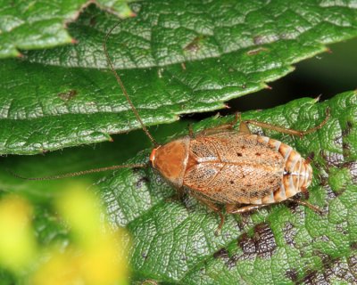Dusky Cockroach - Ectobius lapponicus