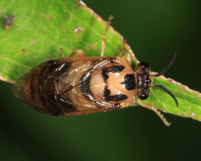 Introduced Pine Sawfly - Diprion similis 