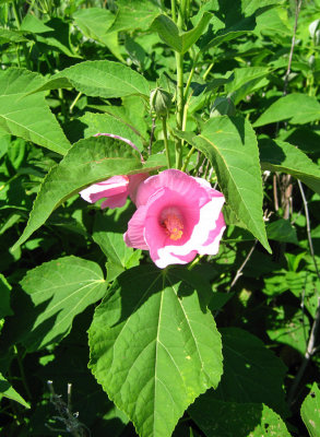 Swamp Rose Mallow - Hibiscus moscheutos