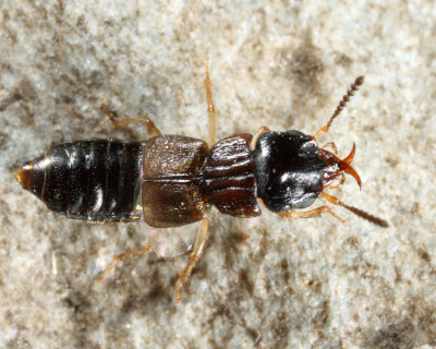 Anotylus insignitus