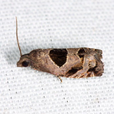 3203 - Brighton's Epiblema Moth - Epiblema brightonana