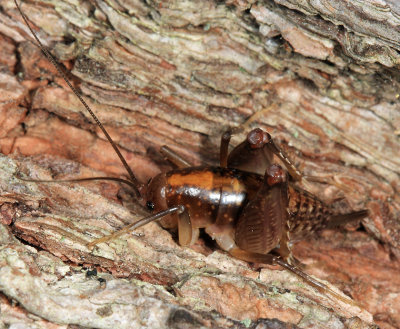 Yellow-bellied Camel Cricket - Ceuthophilus guttulosus