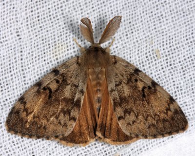  8318  Gypsy Moth  Lymantria dispar